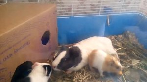 Домик для морской свинки своими руками. МАЛЫШИ ПОДРОСЛИ DIY | Хомячуля: Secret Life Hamster - Pets