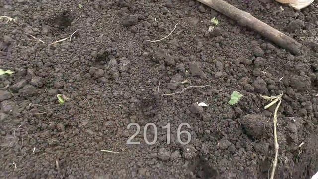 Эксперименты. Посадка чеснока в сентябре одновременно с высевом сидератов. Ч.1 смотреть онлайн