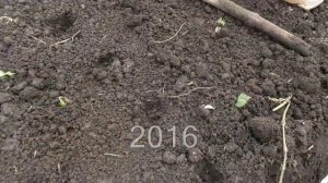 Эксперименты. Посадка чеснока в сентябре одновременно с высевом сидератов. Ч.1