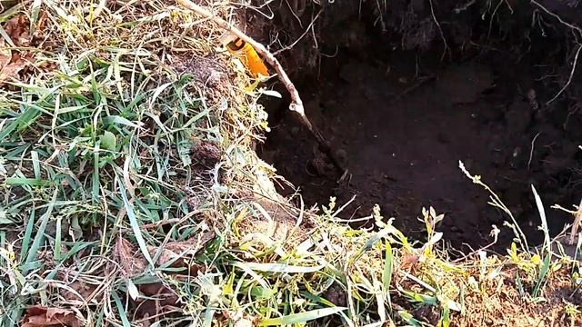 Осенняя посадка виноградного саженца.Как сажать и почему. смотреть онлайн