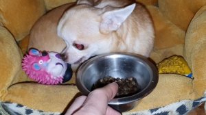 Чихуахуа и ложная беременность. Отказывается есть. Ложная беременность у собак.