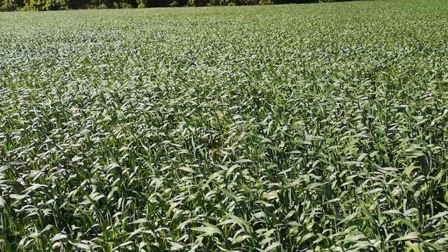 шикарна пшениця 👍🔥 смотреть онлайн