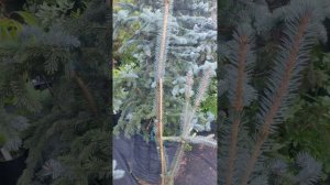 Голубая ель Виргата Турава (picea pungens Virgata Turava)