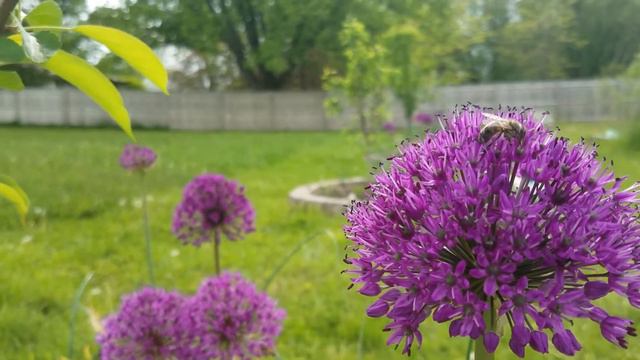 Honey Bee on Allium смотреть онлайн