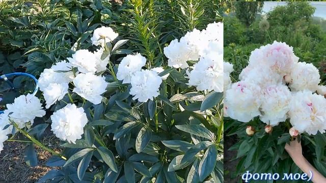 Пион "MADAME DE VERNEVILLE" в моем саду! смотреть онлайн