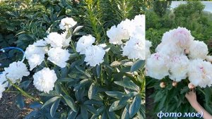 Пион "MADAME DE VERNEVILLE" в моем саду!