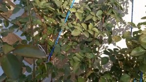 Обрезка плетистых роз ,часть 1.