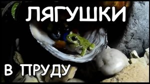Мой дачный пруд. Где живут лягушки.