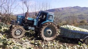 Трактор Т-40 с прицепом полный грузом на 3 т.Вывоз капусты с огорода,буксуя на подъеме.