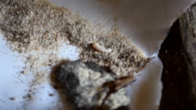 Как короед съедает мой дом..Последствия атаки короеда. Борьба с короедом. Как избавиться от короеда смотреть онлайн