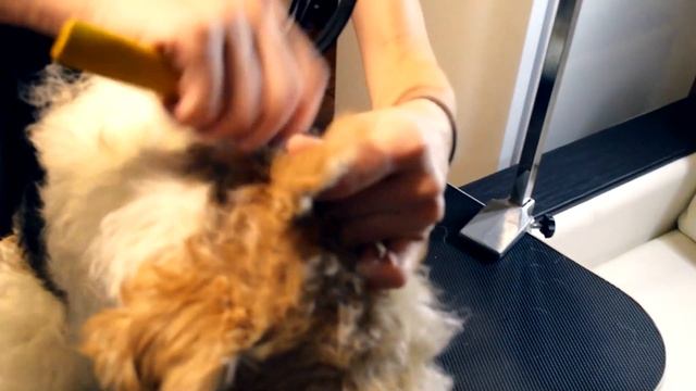 Тримминг Фокстерьера - 1 часть: Выщипывание ушей. смотреть онлайн