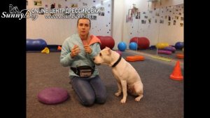 Как выбрать себе идеальную собаку? Какая порода собак мне подходит?