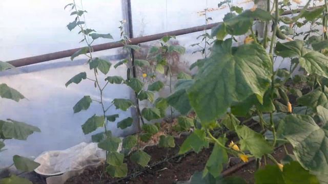 ОШИБКА В ОТОПЛЕНИИ ЗИМНЕЙ ТЕПЛИЦЫ.#подогрев грядок смотреть онлайн