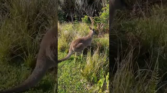 My first attempt to pet wild Kangaroos (wallabies) in my trip to Australia, Pebbly Beach