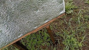 пчелы выкидывают расплод