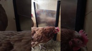 Короткий обзор и отзыв на дверь для курятника ChickSafe Eco