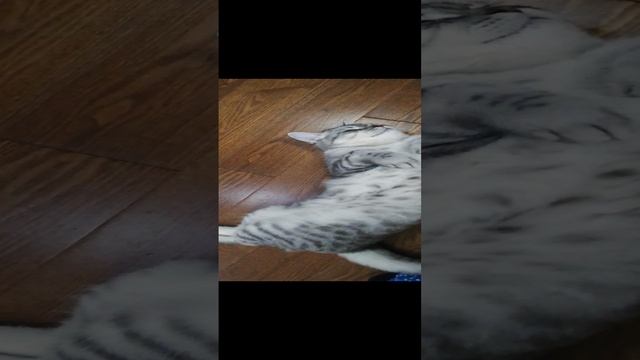 Котейка