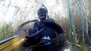 Подводная охота в октябре с самодельным арбалетом в камышах