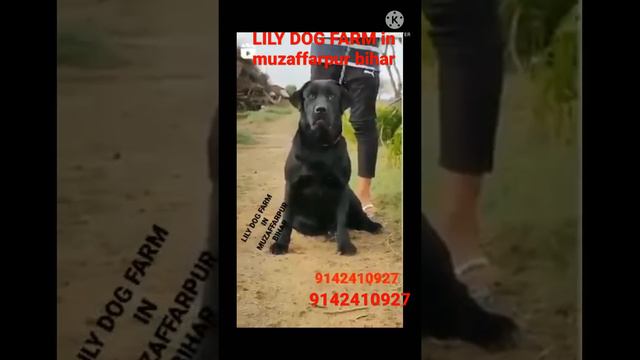 Quality of labradow in| muzaffarpu |bihar|LILY DOG FARM|