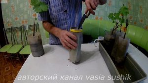 Размножение винограда черенками.Как посадить черенки винограда дома