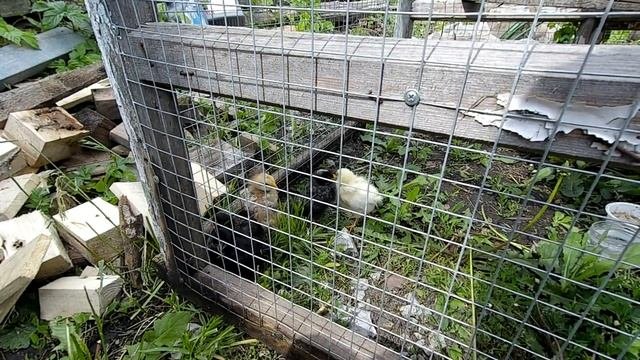 КАК ЛЕГКО СОДЕРЖАТЬ ЦЫПЛЁНКА ПОСЛЕ ВЫЛУПЛЕНИЯ