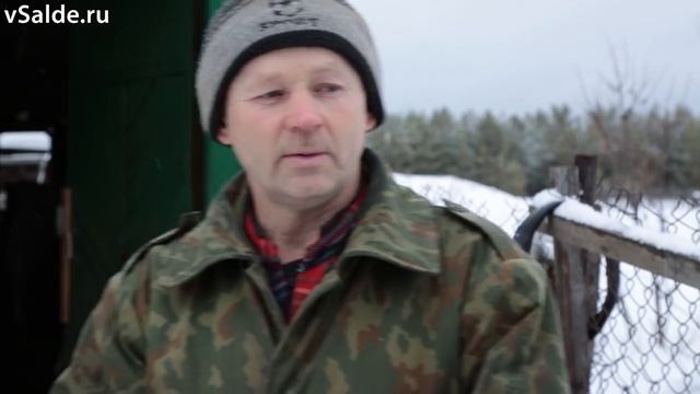 Царские птицы. Салдинец на досуге разводит индюков и цесарок
