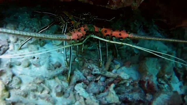 Лангуст испугал меня смотреть онлайн