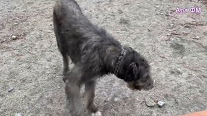 Ирландский волкодав на прогулке