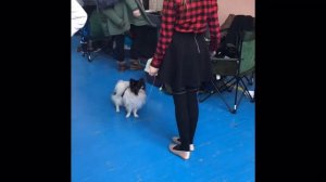 Папийон Павлиний|трюковая дрессировка 🐶