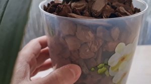 Аминозол творит чудеса! Корни орхидеи растут быстро