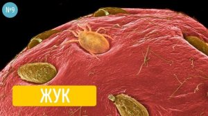 Еда Под Микроскопом, Какой вы Никогда ее Не Видели