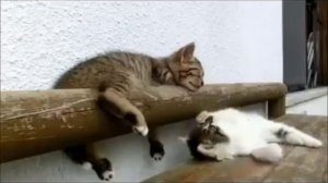 Котенок пытается разбудить своего брата!...