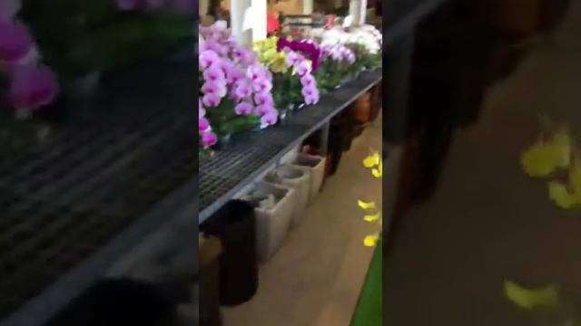 今次去台灣花市場買了好多花 PART 1【Vinson Garden 講花經】 смотреть онлайн