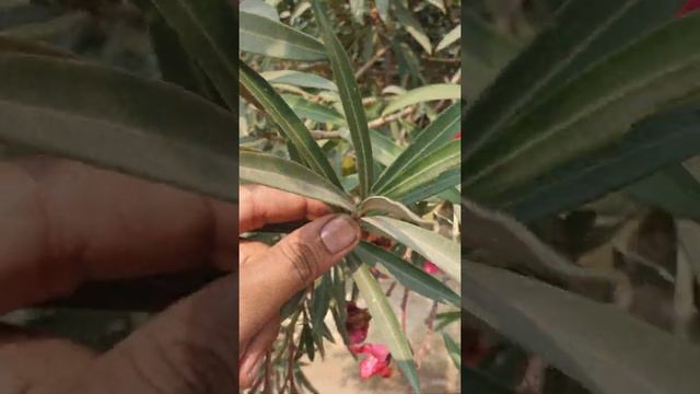 Nerium। कनेर । Arrangement of Leaves । Nerium oleander। Whorled Phyllotaxy