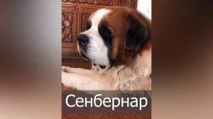 ТОП-9 пород собак, которые подойдут ленивым хозяевам