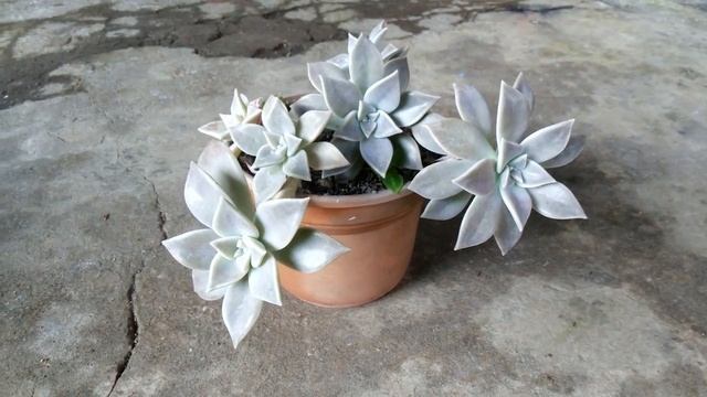Graptopetalum Paraguayense (Ghost Plant) смотреть онлайн
