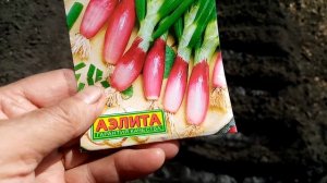 Посев Многолетнего Лука на ЗЕЛЕНЬ в Открытый Грунт сорта "КРАСНЫЙ ПУЧОК"??? Сорта ОТЛИЧНЫЙ. 21.4.23