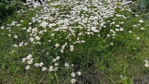 Васильки и ромашки