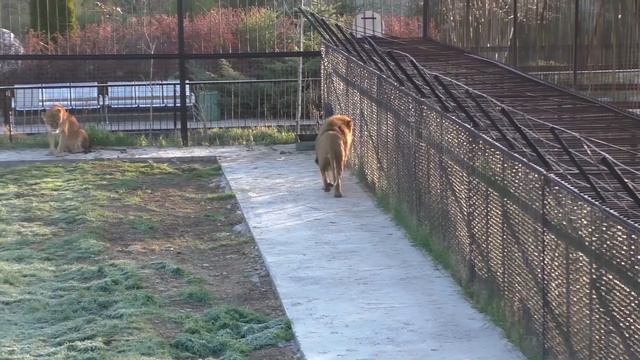 Про льва Гека смотреть онлайн