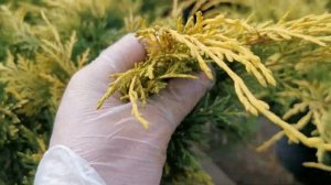 Можжевельник средний Йеллоу Сапфир (Yellow sapphire)