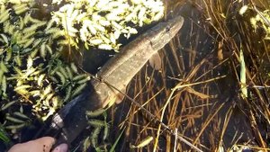 Ловля на кренк в коряжнике и немного твичинга на микроречке (Crankbait fishing)