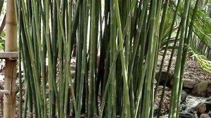 Bambusa textilis Gracilis - Slender Weaver's/Graceful Bamboo