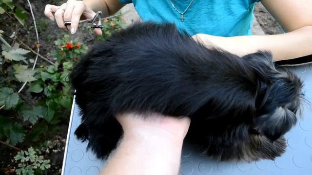 Груминг Йорка Сони (4 месяца) смотреть онлайн