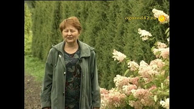 В Сибири растут и гортензии, и розы, и актинидия смотреть онлайн
