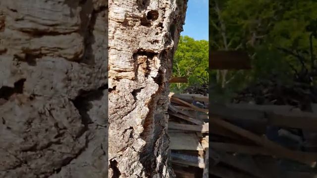 Пробковое дерево в Сочи Живое смотреть онлайн