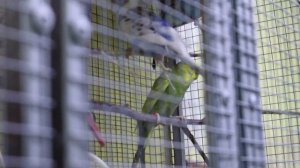 8 июня 2022г.Птенцы волнистых попугаев.Рассматриваем птенцов.Как гладить правильно попугаев.