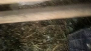 Самое простое средство от мух и мошек.