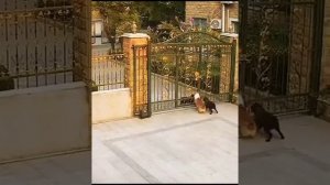 Собачка вылетела нечаянно из ворот и растерявшись начала защищать чужую собачку.