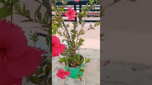 wow excellent growth of Red hibiscus with 7 flowers 🌹🌹🌺🌺🙏🙏