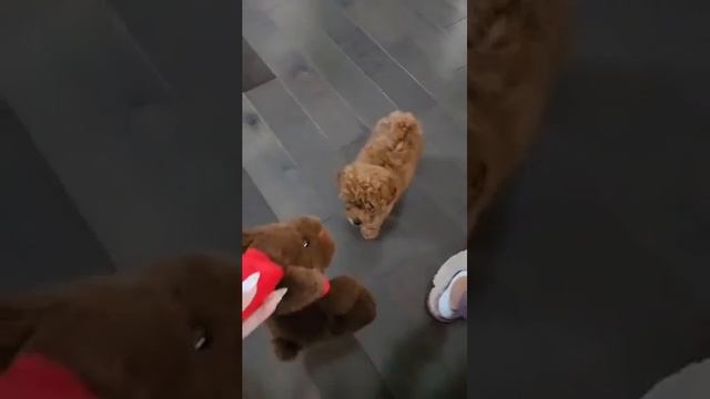 Как научить щенка команде "Апорт" #toypoodle #puppy #fetch